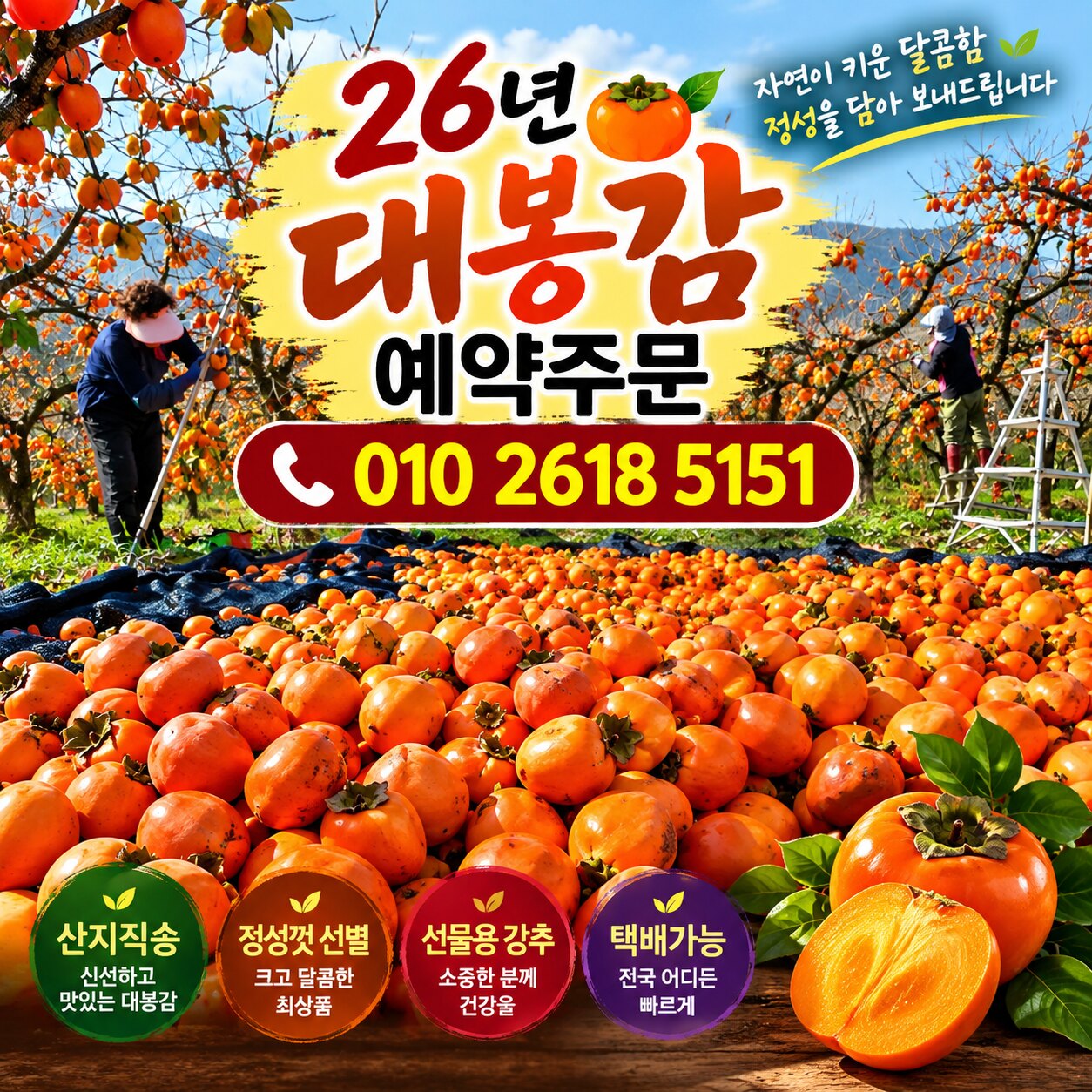 2026년 대봉감 예약 주문 · 전화 010-2618-5151